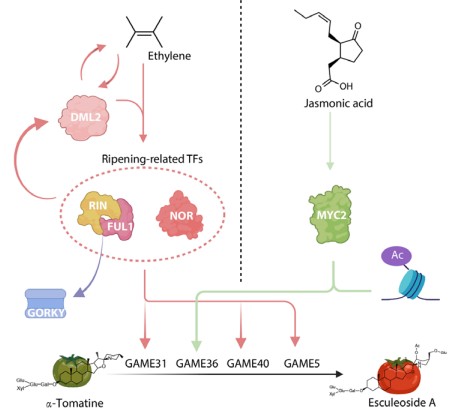 Prof. Liu Mingchun’s Team Explains the Complex Regulatory Network of ...