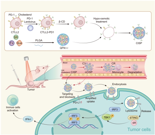 Zhenmi Liu and Ling Zhang Teams Have Made Progress in Research on the ...